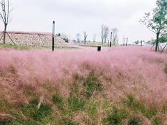 -春花秋色城市公园