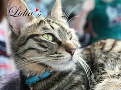 猫-Sirena海妖日咖夜酒