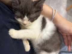 -楼上猫咖(罗湖店)