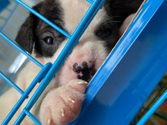 -文昌鸡饭店110号(中山路店)