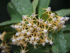 -中国科学院华南植物园