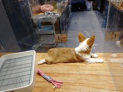 -狗道宠物(常熟印象城店)