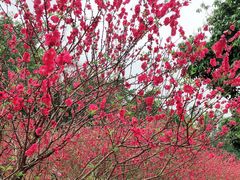 -南国桃园旅游度假区