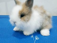 -圣宠宠物(平吉花卉市场店)