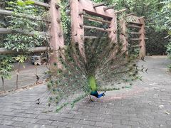 -大湾区中央湿地公园