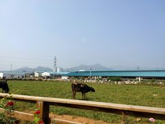 -君乐宝优致牧场