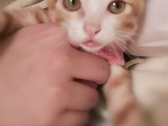 -创凡宠物医院·骨专科  猫科中心(西乡分院)