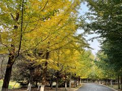 -长白岛森林公园