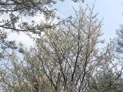 -苏州上方山国家森林公园