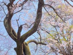 -少华山国家森林公园