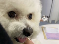 -达爱动物医院·犬猫分区·CT·复杂眼科(远洋山水分院)