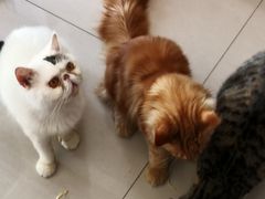 -平行世界·猫咖(首经贸店)