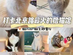 -猫儿山۰猫主题餐厅