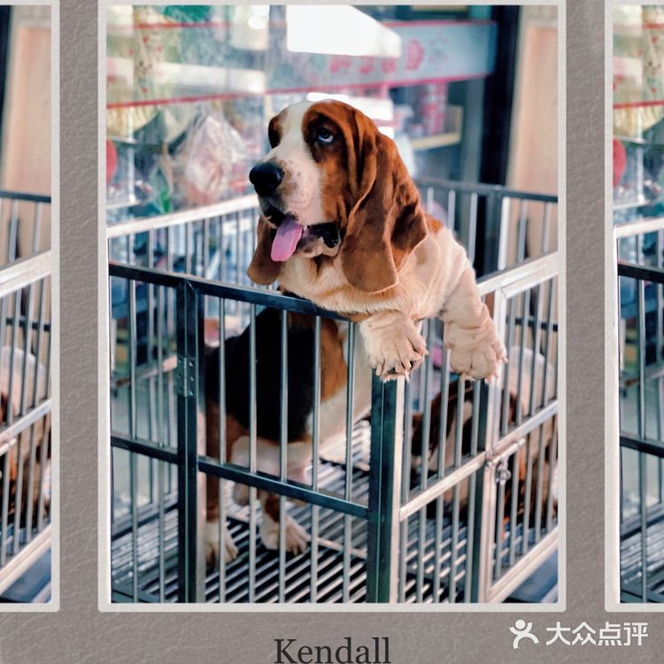 天津探店|唯爱宠物·猫狗专卖（河西店）
