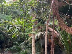 -呀路古热带植物园-恐龙馆