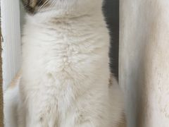-宠爱国际动物医院· 猫科· 外科·中兽医(长白店)