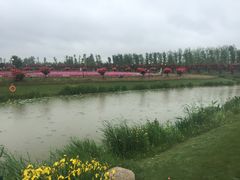 -荷兰花海