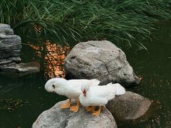 -莲花池公园