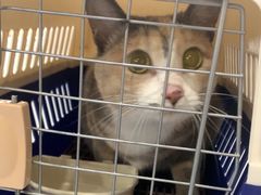 -天使宠物医院·犬猫分诊(彩虹店)