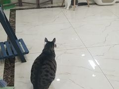 -派特宠物医院(圆融广场店)