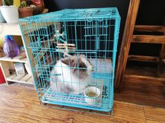 -志龙皇冠吃货椰子铺