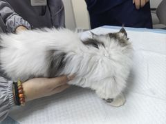 -贝康宠物医院·犬猫全科·小动物特色诊疗中心(东环路店)