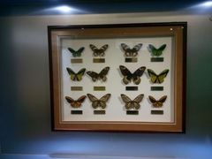 android_upload_pic-上海昆虫博物馆