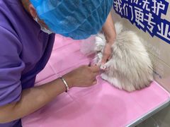 -北京观赏动物医院·24小时大型综合·猫专科·异宠专科