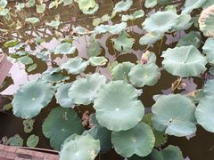 -漩门湾国家湿地公园