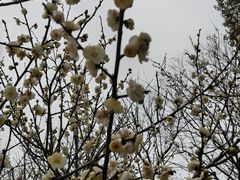 -香雪海