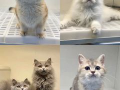 -lincat·猫舍(广州店)