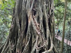 -中国科学院西双版纳热带植物园