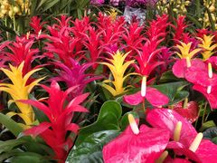 -秦美花卉(天朗·莱茵小城2期店)