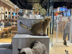 -藏猫猫咖啡主题馆(中央大道店)