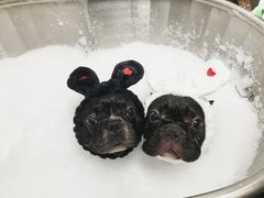 -Oh My Dog宠物沙龙(伊珊娜皮毛护理店)