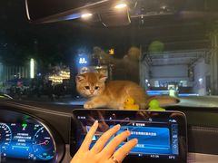-lincat·猫舍(广州店)