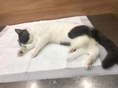 -爱侣宠医·鹦鹉专科·小型哺乳类·异宠专科(灵石路店)