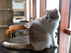 -蓝鲸·缅因猫舍