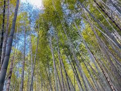 -鸡枕山