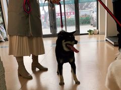 -小叮当动物医院·骨科·眼科