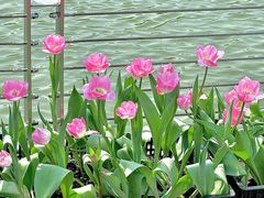 -上海鲜花港