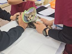 -美联众合动物医院·24h转诊中心
