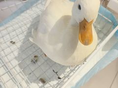 -怪兽屋·羊驼·猫咖·狗咖(俊华广场店)