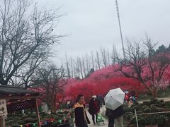 -秀丽东方