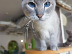 -Cappucimeow猫咪咖啡馆(韦伯时代店)