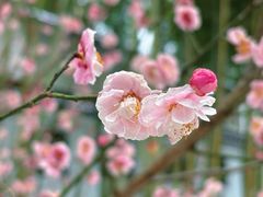 -求雨山文化公园