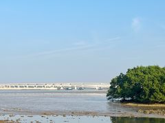 -宝安西湾红树林湿地公园