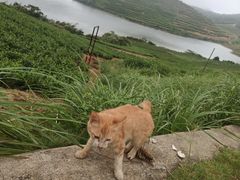 -嵛山岛