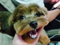 -FAELING PETS美天灵宠物(富力广场店)