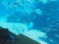 -海棠湾洲际-涛·海底餐厅·美人鱼·自助餐·海底隧道